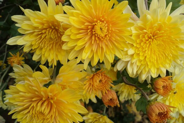 Bouquet of yellow chrysanthemums. Bright flowers