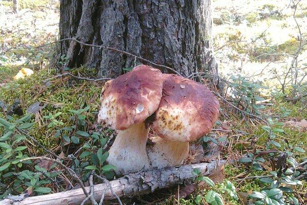 Autumn and a cool mushroom boletus