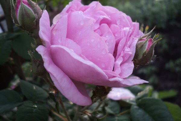 Cette fleur est tout simplement magnifique et sa couleur est chic