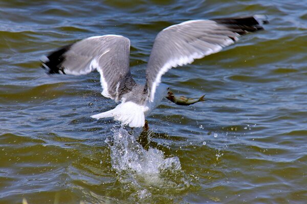 Mouette pêchant.