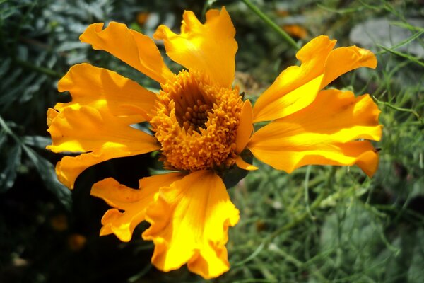 Gelbe unbekannte Blume im Garten