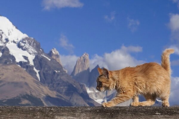 Red cat on the background of the rocky mountains