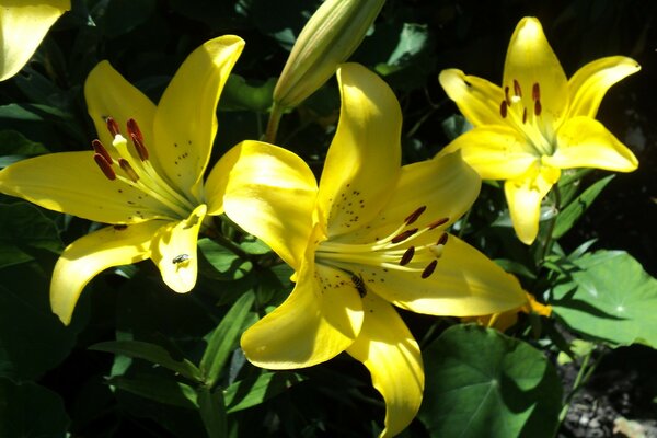 Yellow lilies in the summer cottage