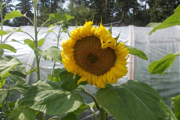 Sonnenblumen auf dem Land in der Nähe des Gewächshauses