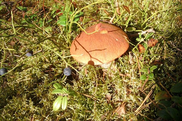 Ein Herbsttag und ein nützlicher Fund im Wald