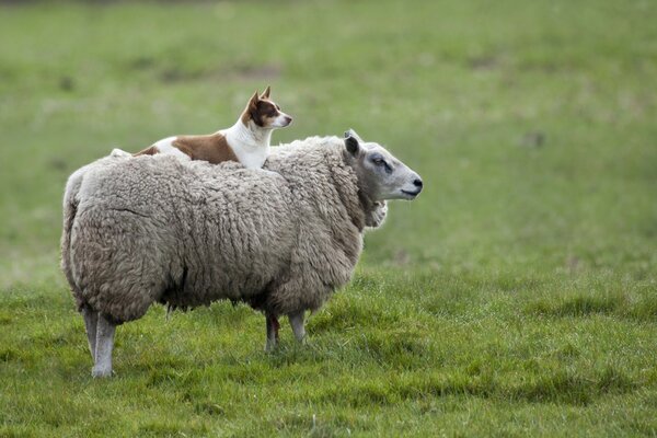 Пастуша собака лежить на спині у вівці