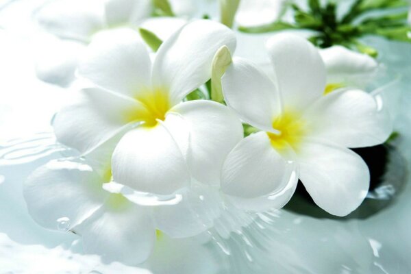 Beautiful white and yellow flowers grow in pots