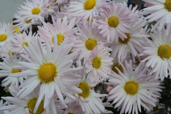 Strauß schöner weißer Blumen