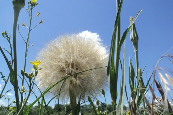 A large dandelion. Blue sky