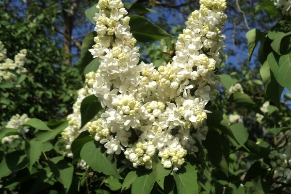 Flowers bloom in a beautiful forest