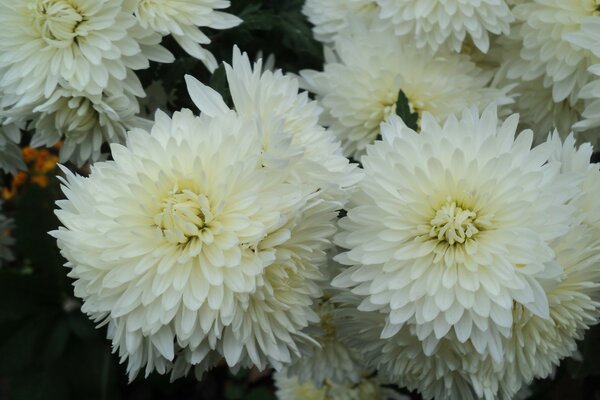 A large bouquet of large chrysanthemums