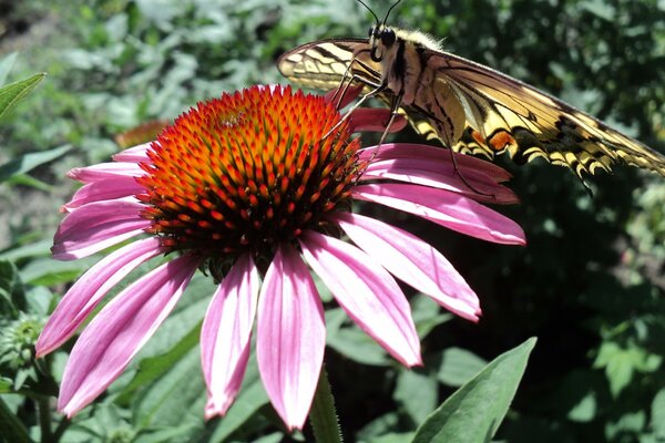 Gran flor con mariposa. Naturaleza