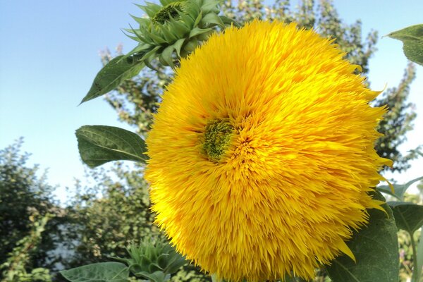 Hermosa floración de girasol casero