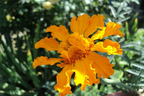 An orange miracle among garden flowers