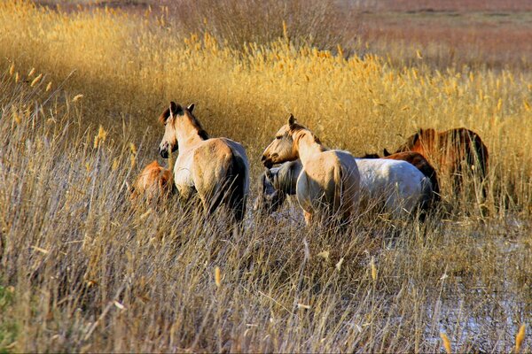 Horses rest on the pasture