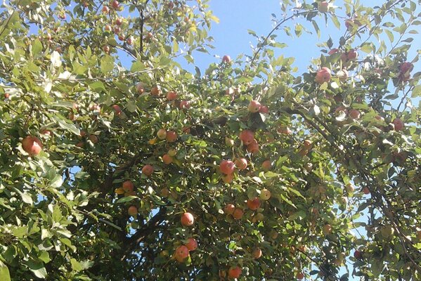 Ein hoher, gerippter Apfelbaum mit roten Äpfeln