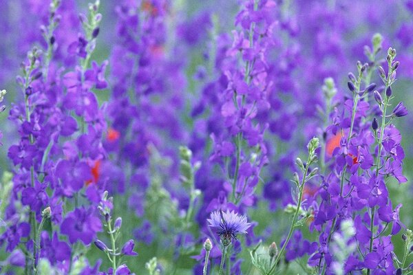 Densos matorrales de lavanda en el campo