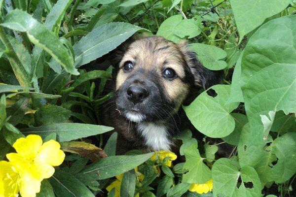 Cute puppy face made of grass