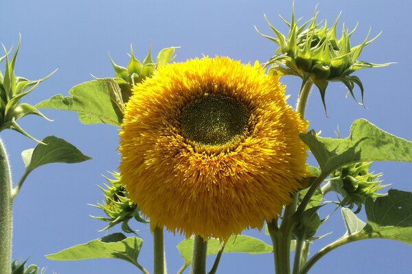 Sunflower burning on a hot day