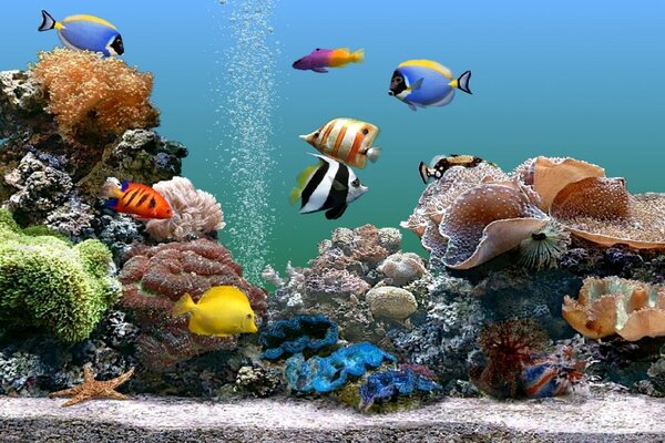 珊瑚礁上的一群鱼