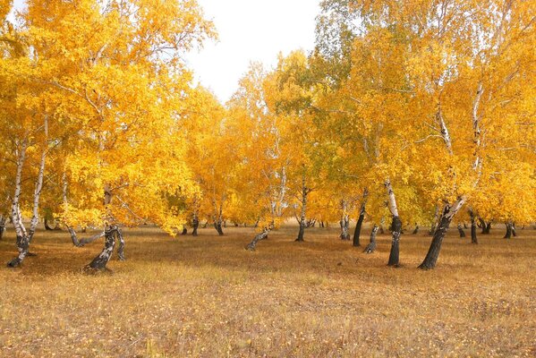 Ein unrealistisch schöner Wald im Herbst