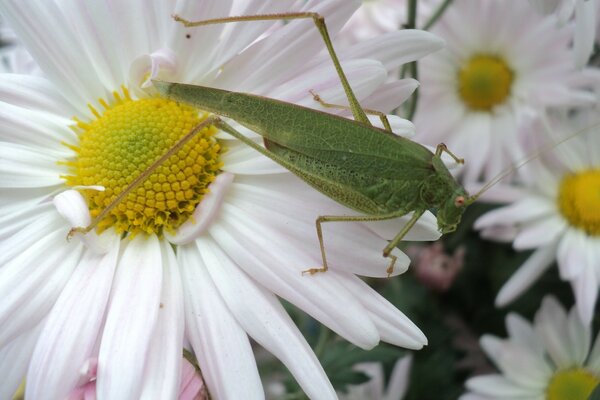 Green mantis among daisies