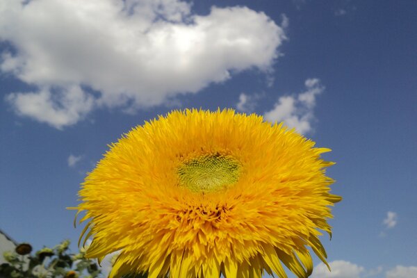 Flor amarilla sobre fondo azul del cielo