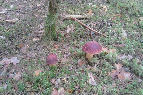 The result of thick fogs in autumn in the forest