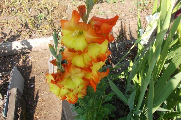 Gladioli in crescita nel giardino estivo