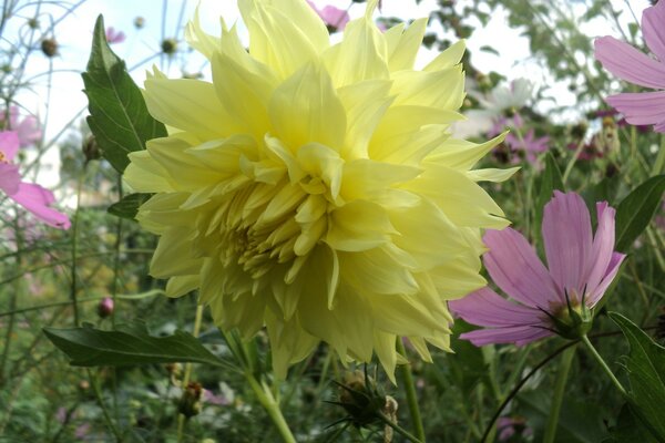 Bright autumn dahlias in the garden