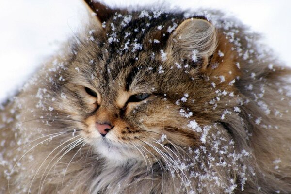 Fluffy cat dusted with snow