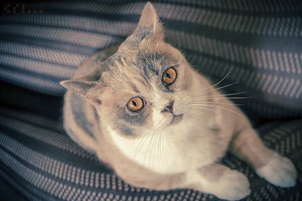 Оранжевые глаза британской кошки