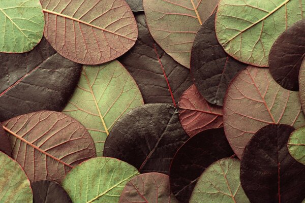 Feuilles multicolores à l automne de l année