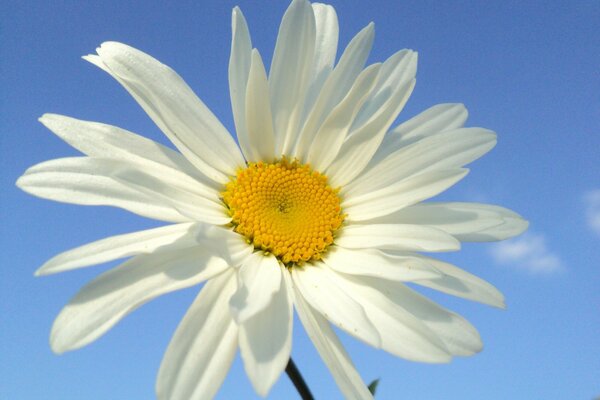 Daisy close-up against the sky