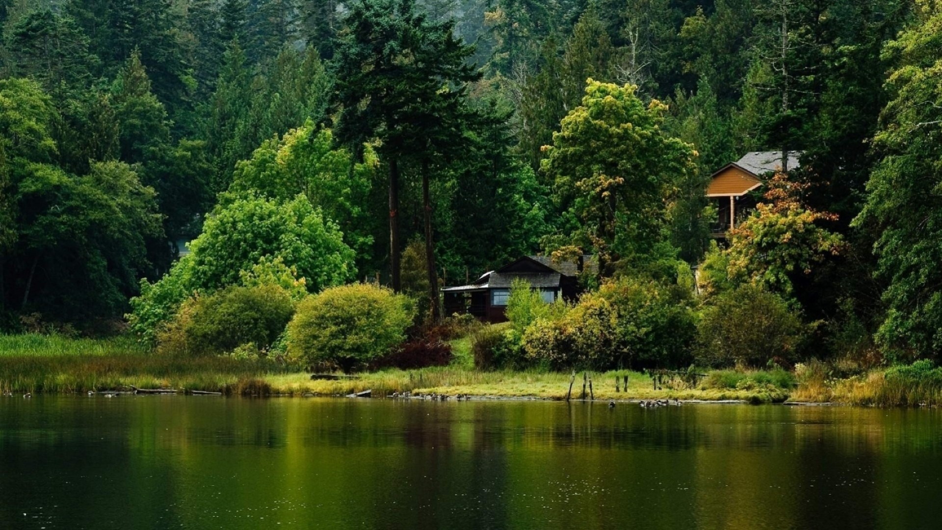 forest tree water wood lake river nature summer landscape outdoors scenic pool travel park reflection daylight