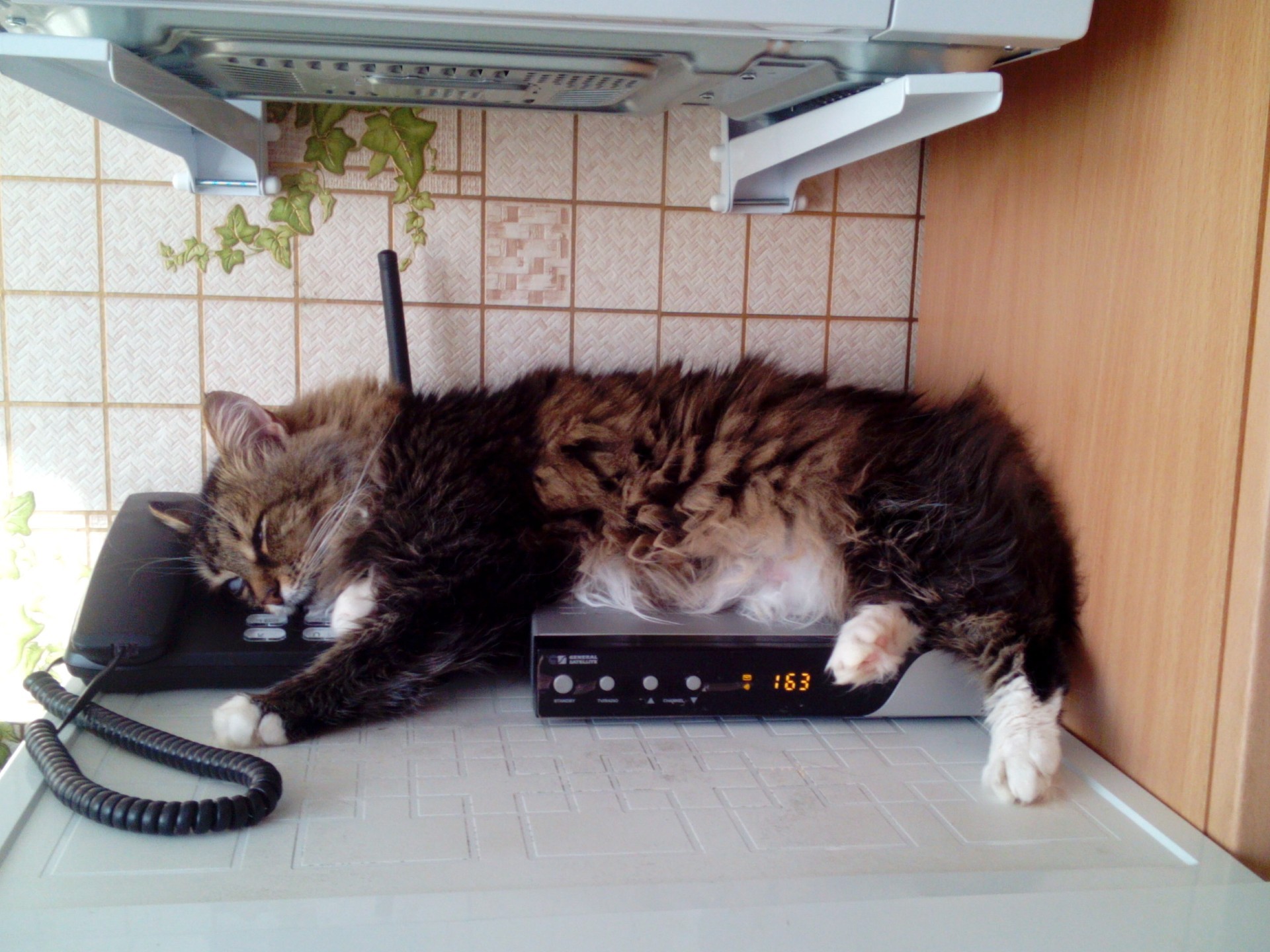 chats chat à l intérieur domestique chambre unique meubles famille technologie mignon mammifère animal de compagnie relaxation portrait adulte