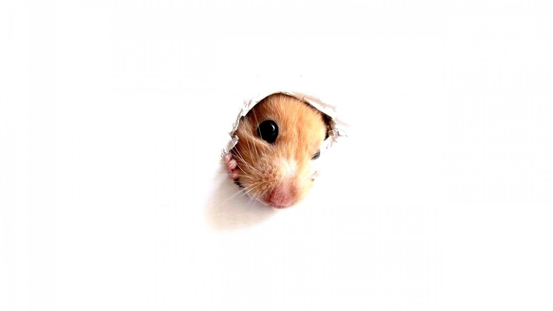 animals cute funny animal little isolated pet one rodent nature young
