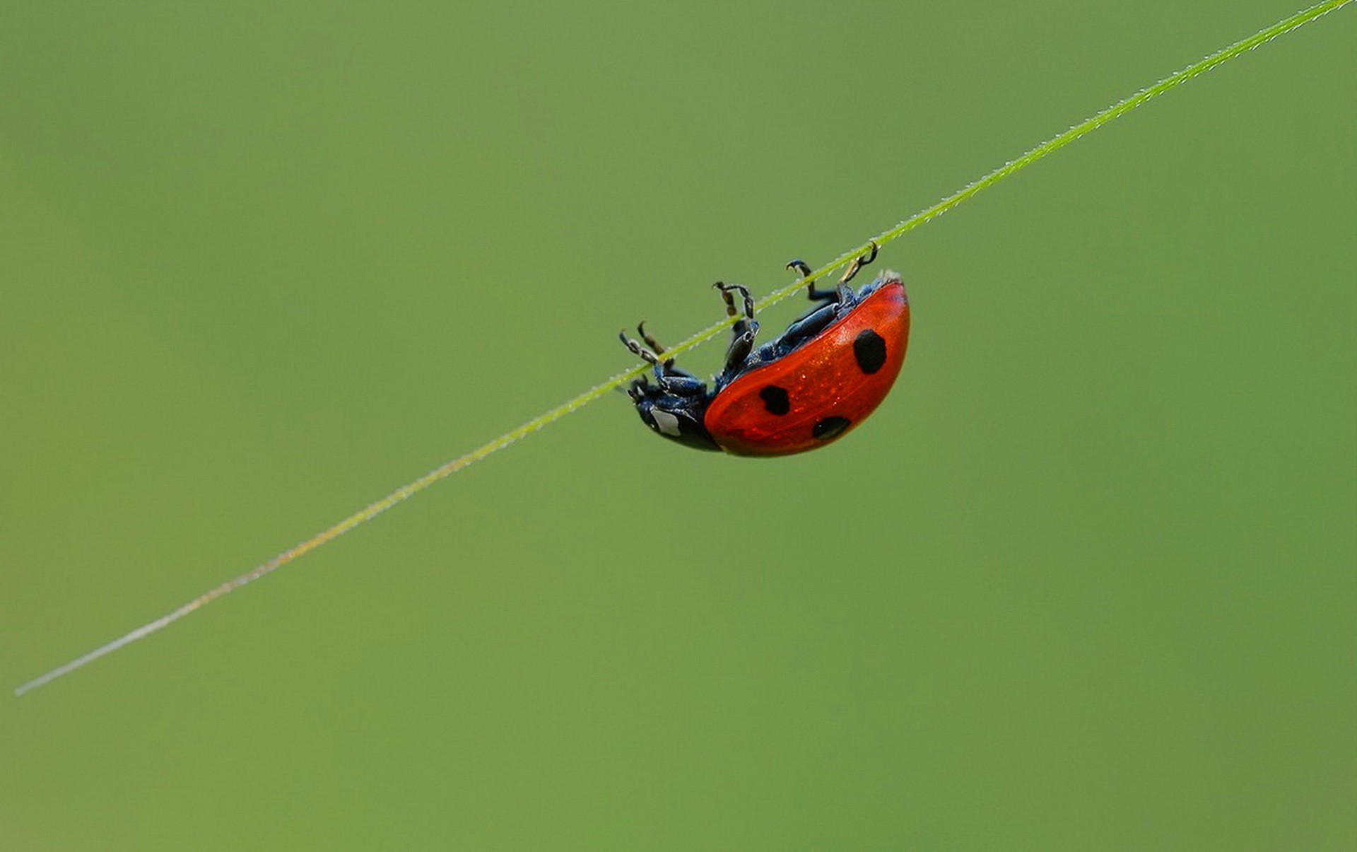 owady owad biedronka natura chrząszcz biologia przyroda mało latać