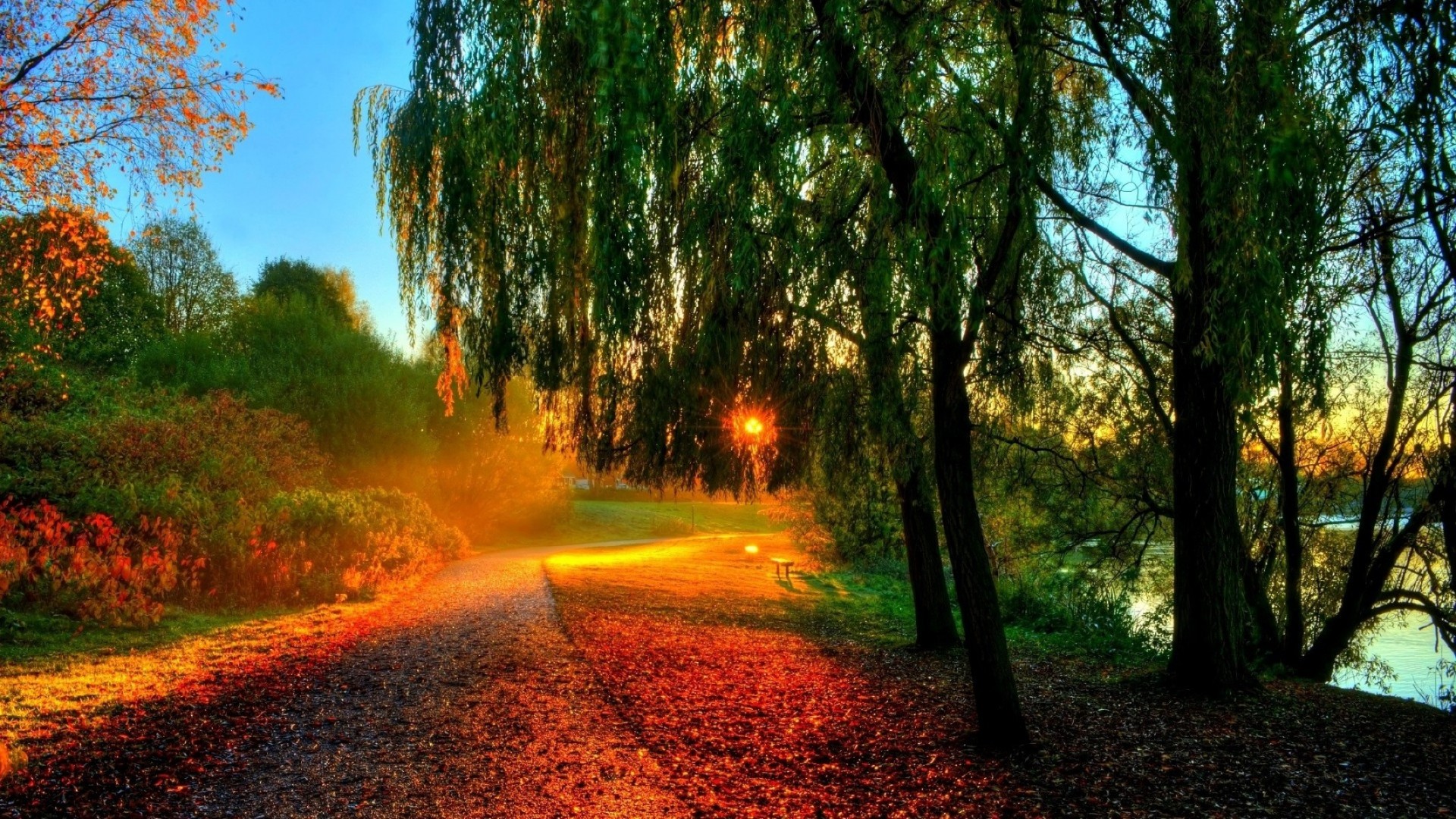 autumn tree road leaf park nature dawn landscape fall guidance wood lush fair weather sun outdoors mist