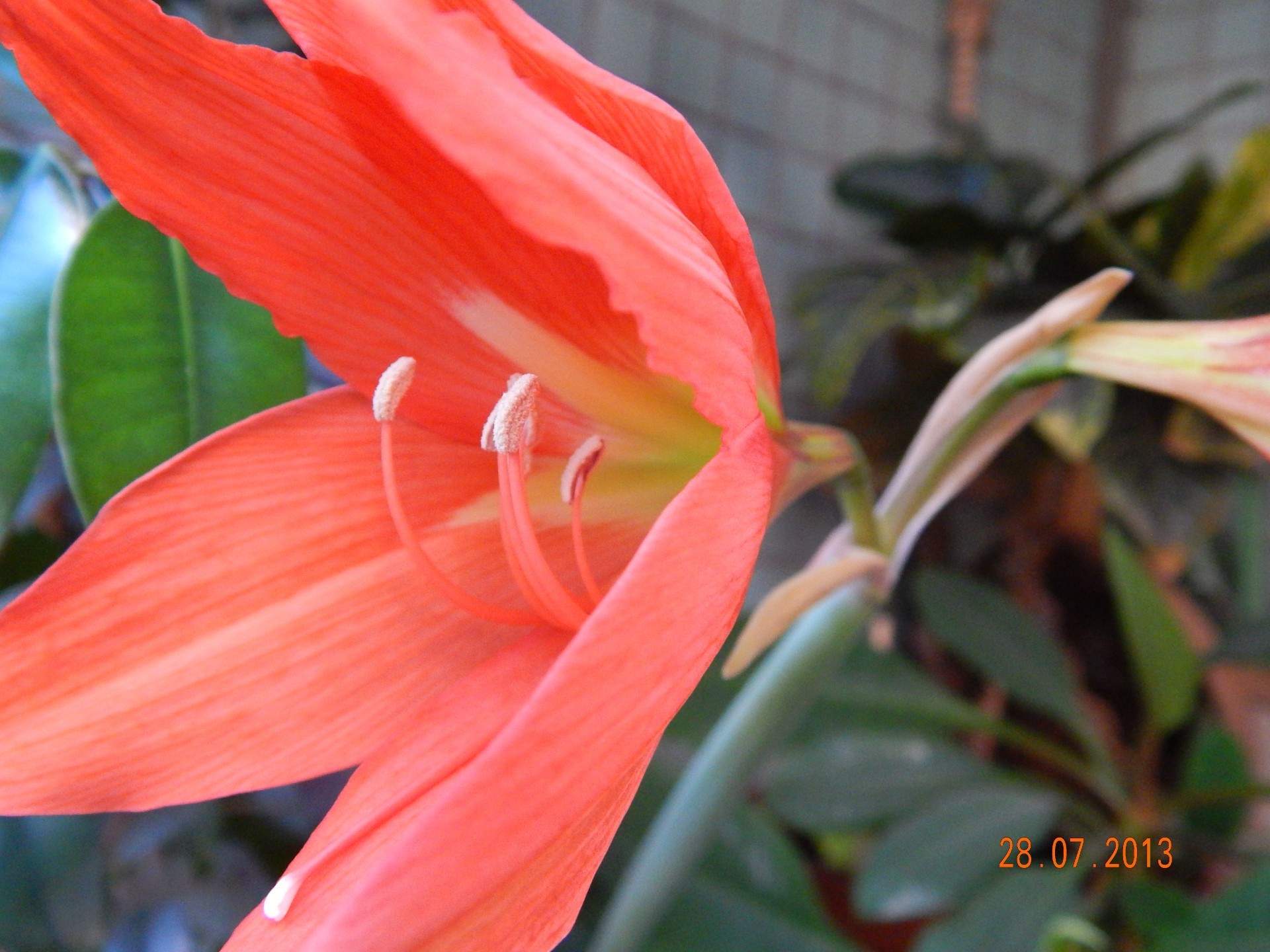 nahaufnahme flora blume natur blatt schön garten farbe sommer tropisch hell blumen schließen wachstum exotisch blütenblatt blühen saison lilie botanisch