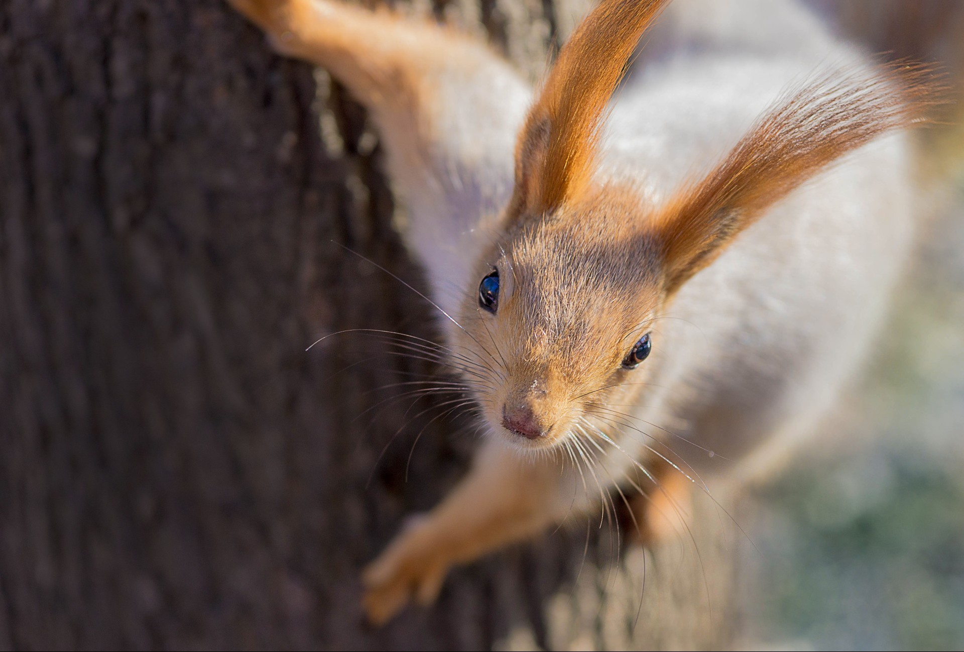 wiewiórki natura drewna słodkie ssak jeden futro portret przyrody zwierząt na zewnątrz małe gryzoni