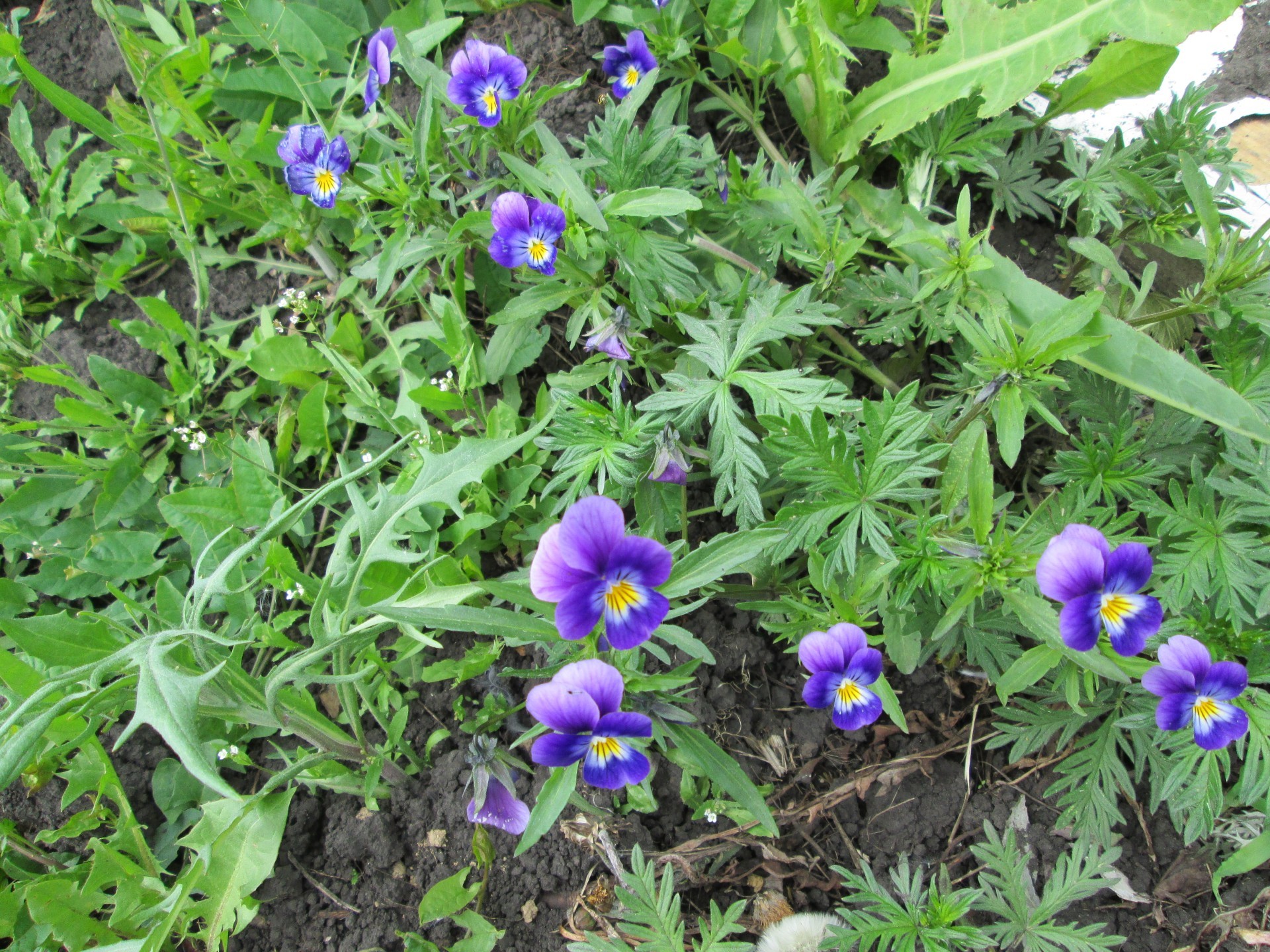 garden flowers nature flower flora garden leaf summer blooming floral violet grass growth outdoors bright botanical season close-up field color petal