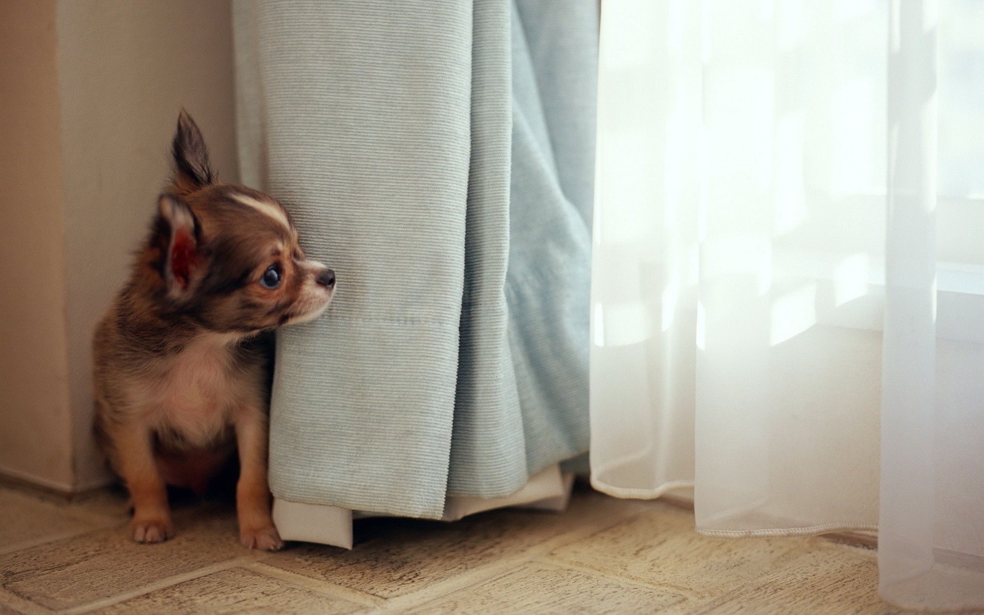 köpekler evde beslenen hayvan köpek kapalı sit yerli sevimli memeli hayvan portre aile oda komik