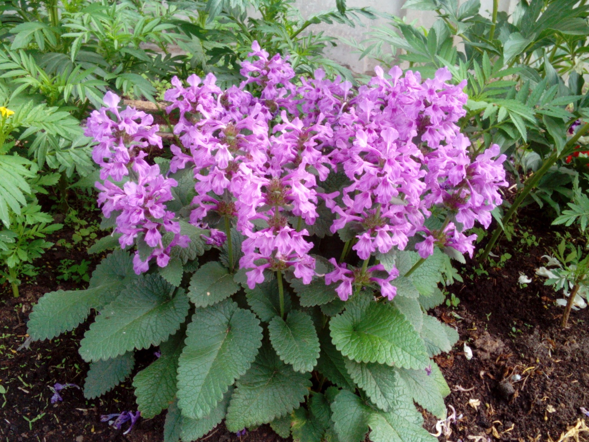 flores flores jardín flora naturaleza hoja floración verano crecimiento floral pétalo al aire libre violeta color arbusto parque botánico primer plano temporada