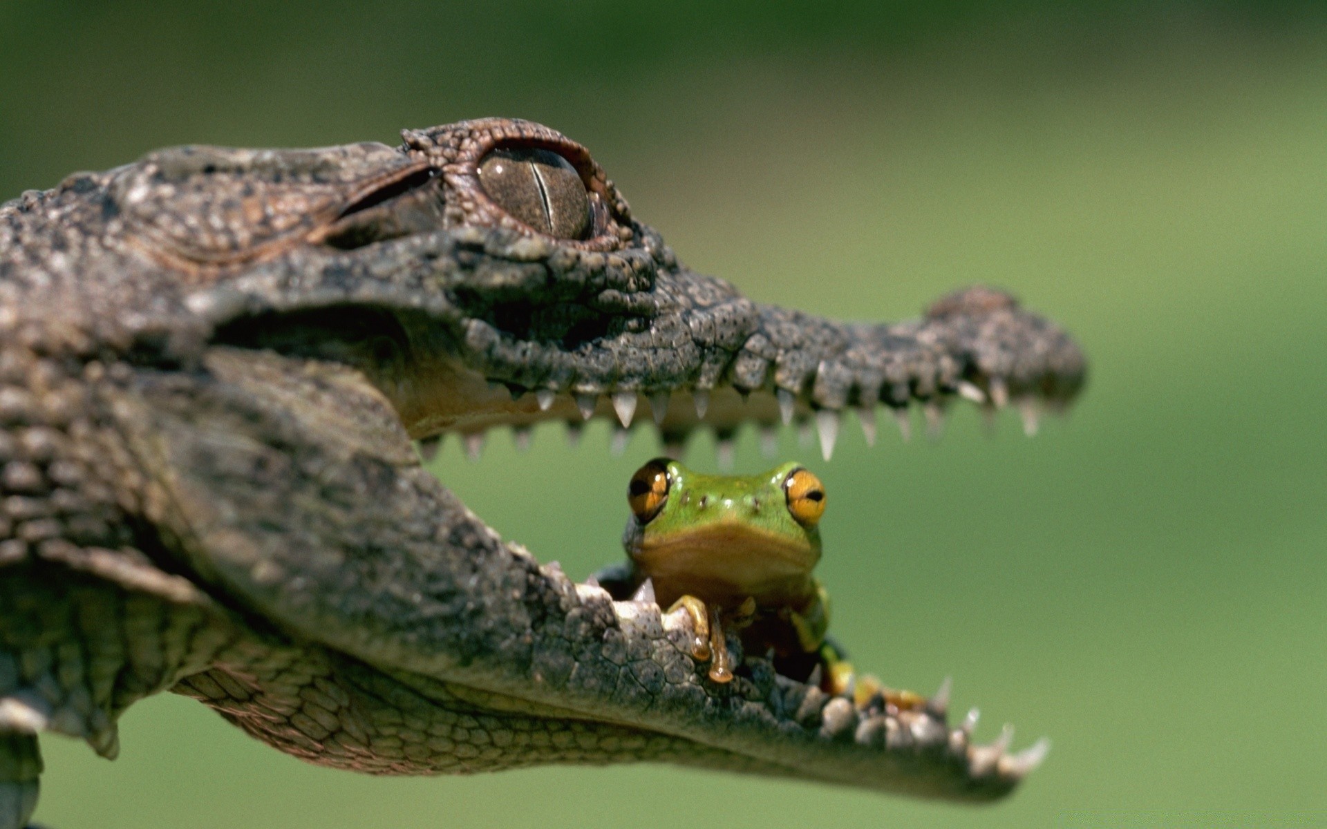 reptilien und frösche tierwelt tier natur vogel wild im freien gazoo seitenansicht