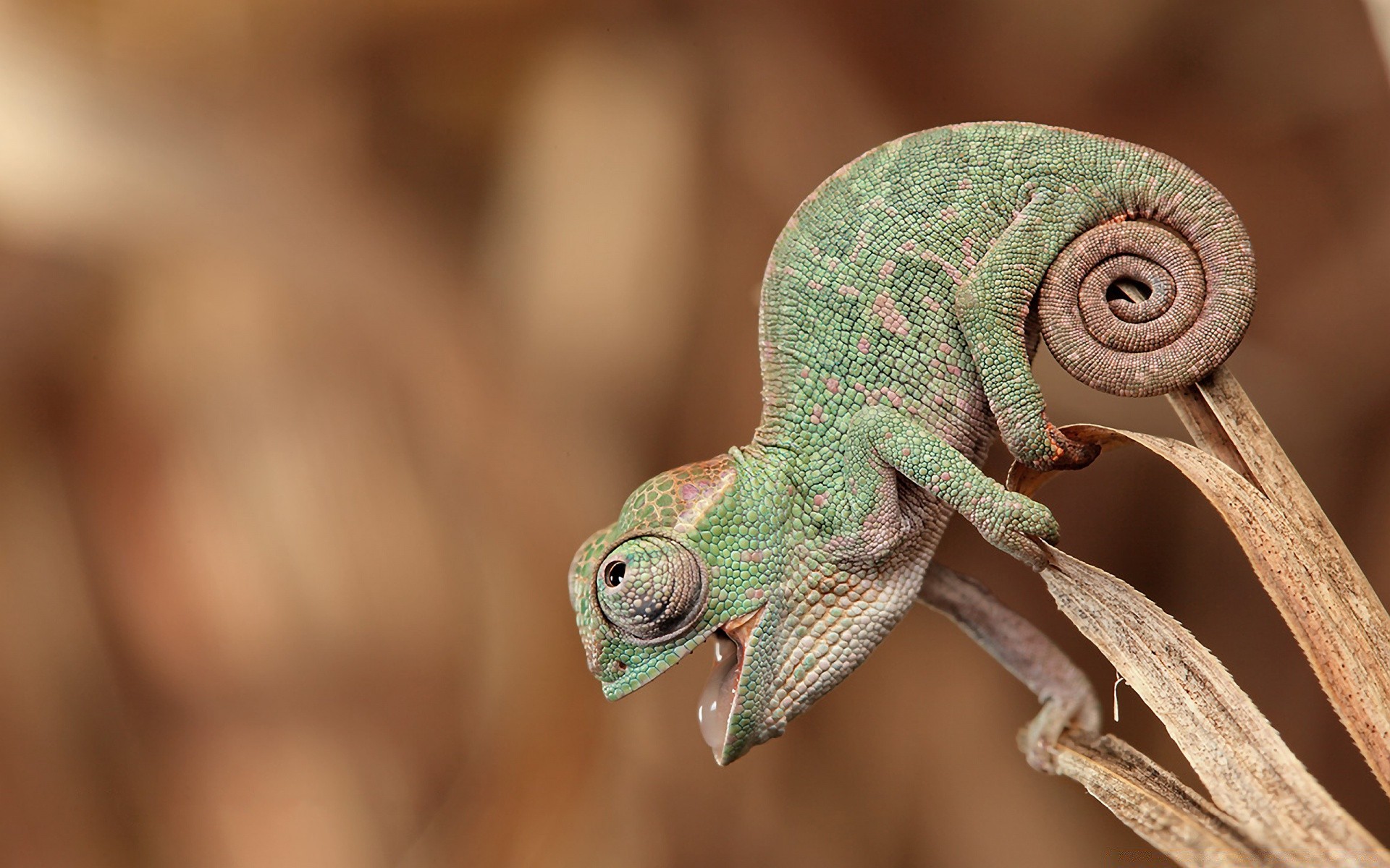 répteis e rãs lagarto vida selvagem lagarto natureza animal close-up camaleão sozinho madeira cor selvagem pequeno retrato área de trabalho cabeça próximo dragão