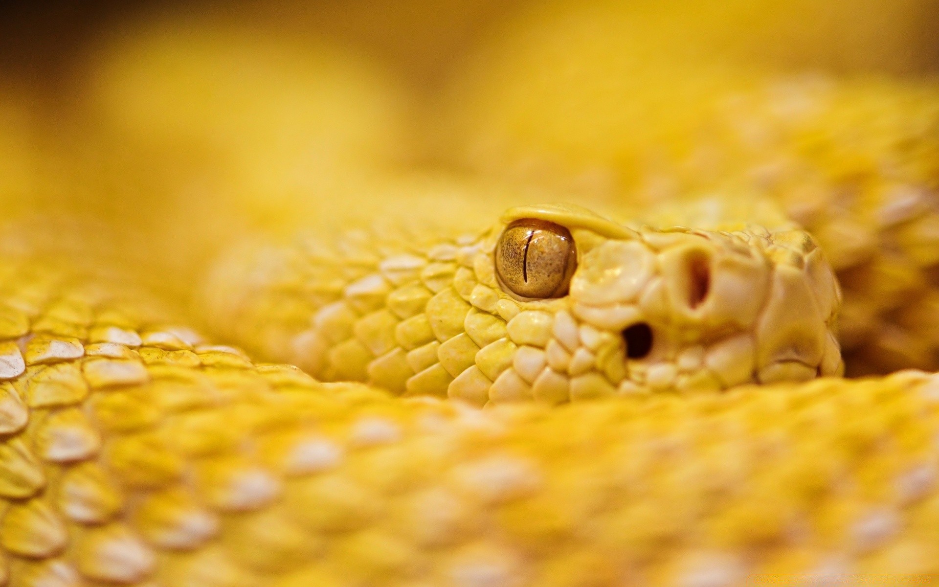 reptiles and frogs snake python reptile feather boa viper corn gold desktop venom poison bite nature cobra close-up rattlesnake animal pattern exotic scale danger