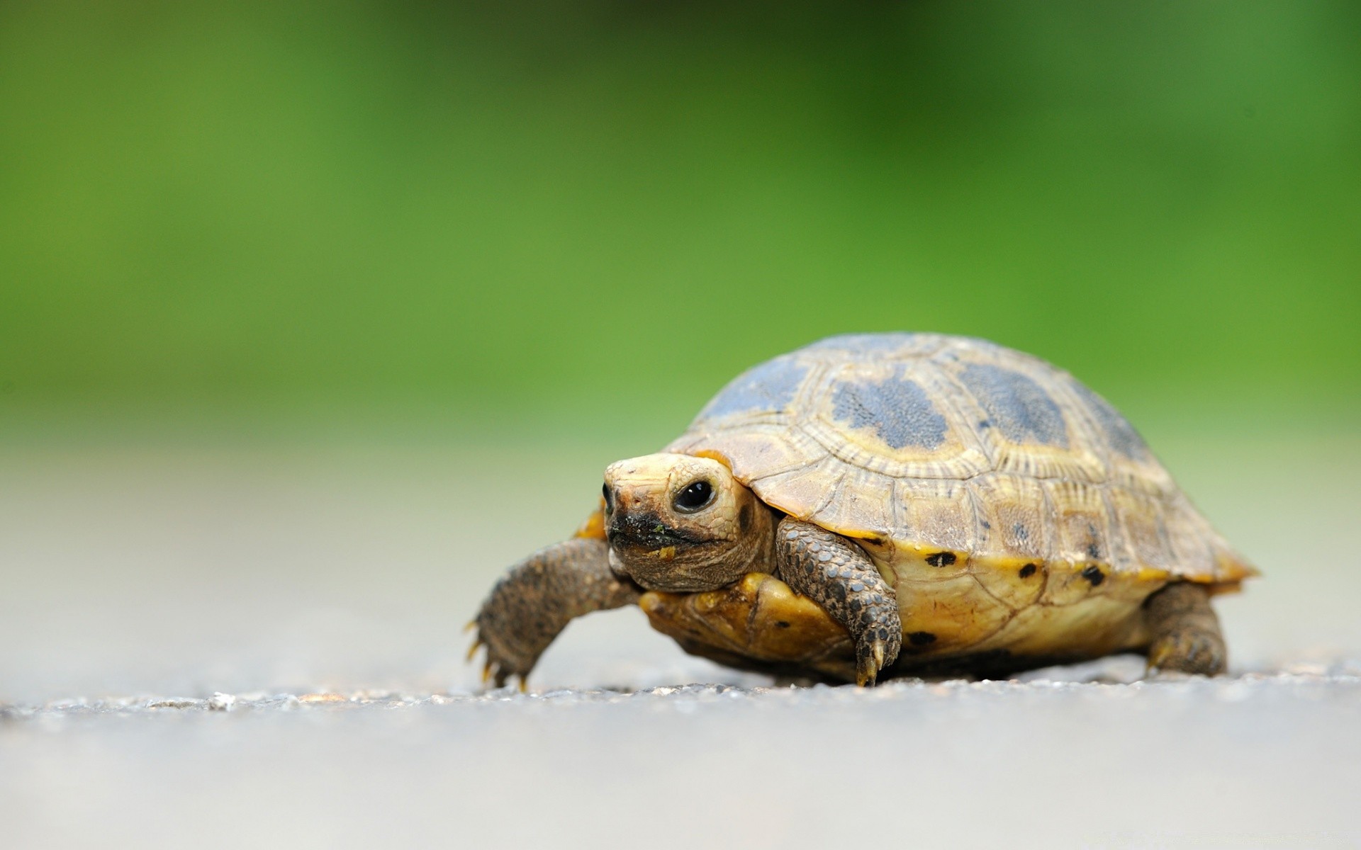 reptiles y ranas tortuga gazoo vida silvestre naturaleza concha lento tortuga animal