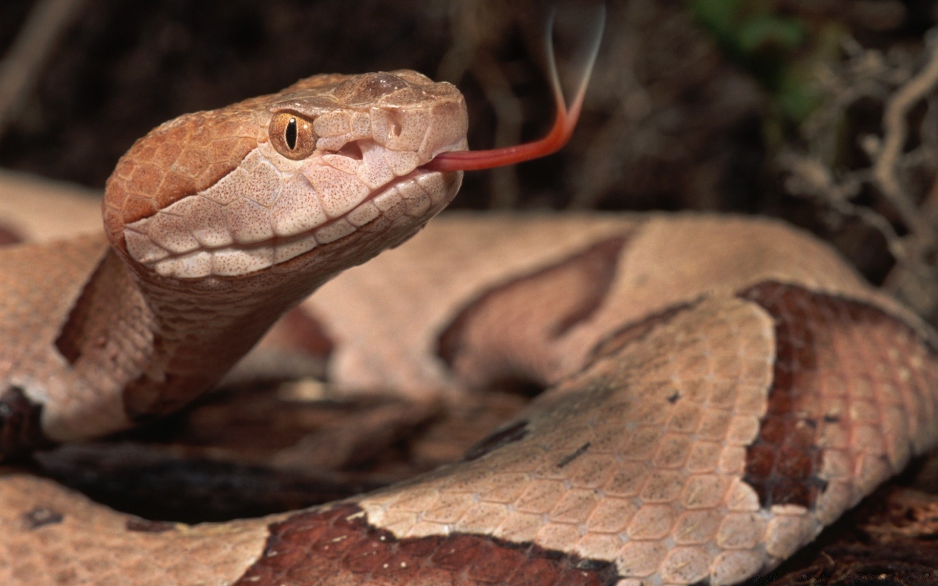 reptiles et grenouilles serpent gazebo la faune boa viper nature python venin venin danger serpent à sonnettes mortel animal zoologie herpétologie exotique coup langue glisser espèces