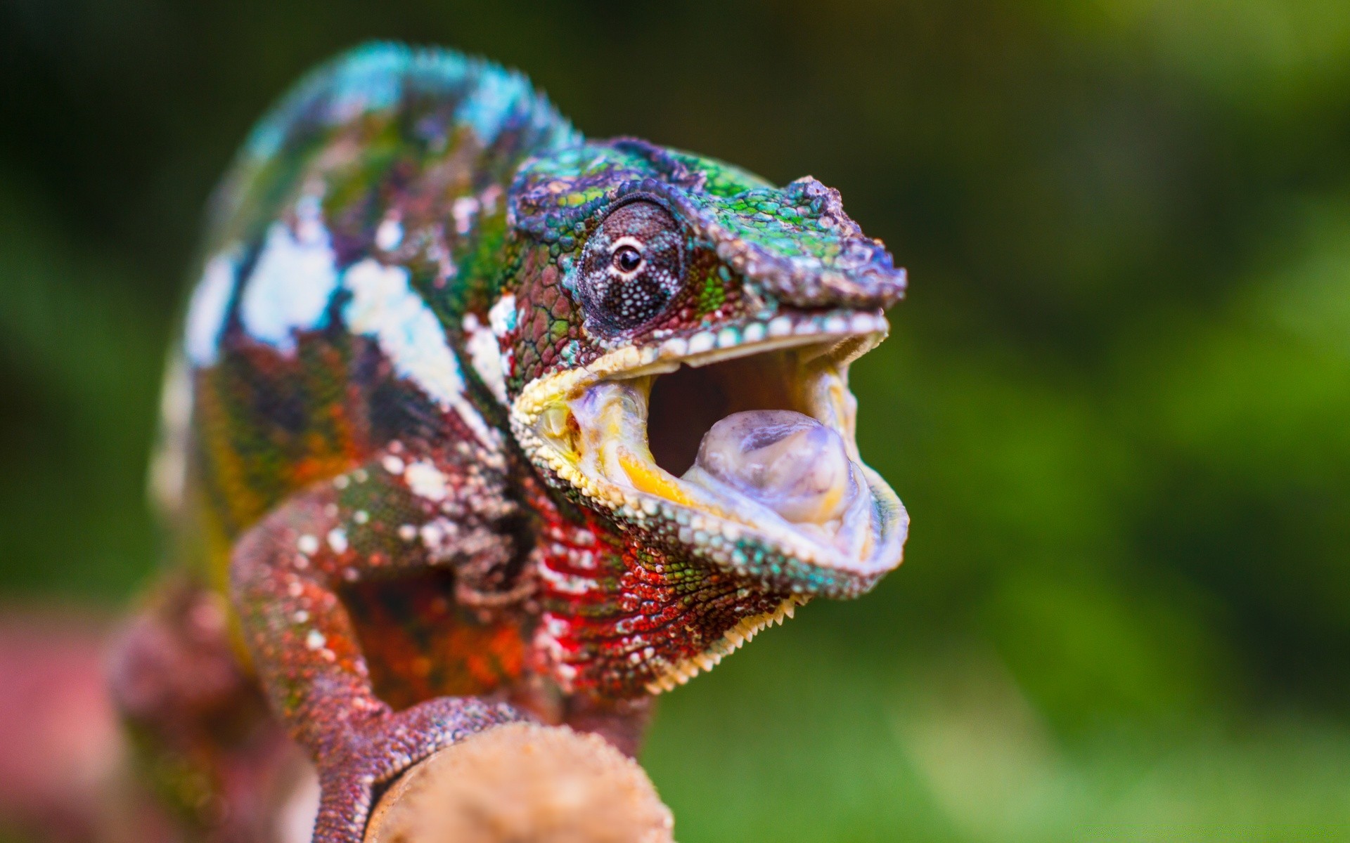 répteis e rãs vida selvagem natureza gadget animal lagarto ao ar livre retrato